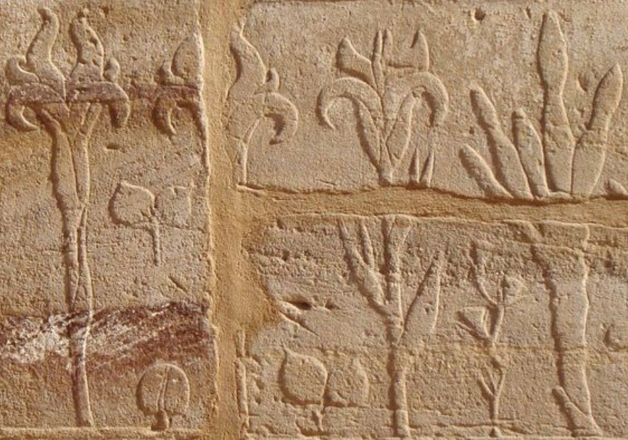Hoa diên vĩ trên bích họa Ai Cập cổ đại
